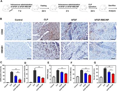 Red Blood Cell Membrane-Camouflaged PLGA Nanoparticles Loaded With Basic Fibroblast Growth Factor for Attenuating Sepsis-Induced Cardiac Injury